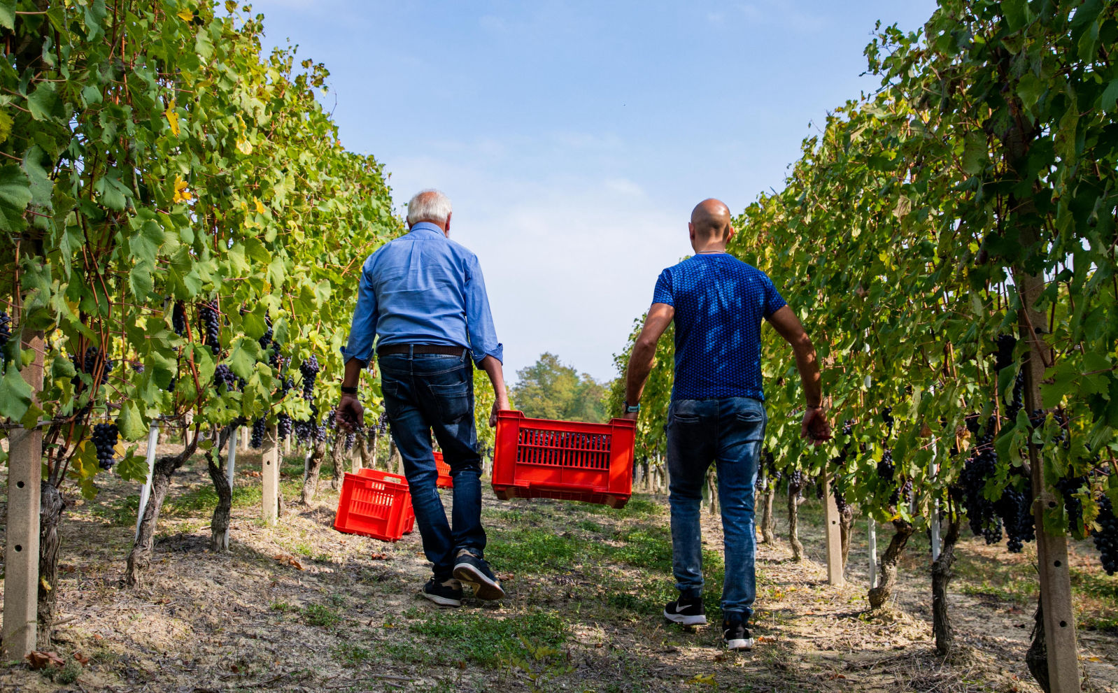 Azienda-Agricola-Gagliasso-La-Morra-Agriturismo-Torriglione-alba